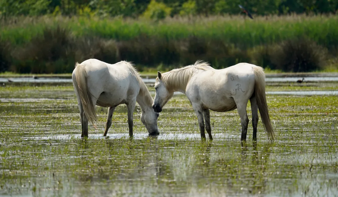 Die Camargue