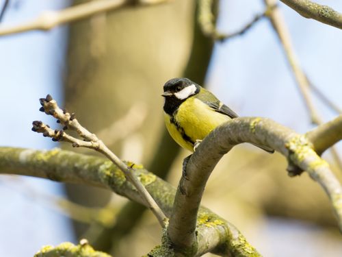 Free A yellow and black great tit perched on a branch in a spring setting, showcasing vibrant nature. Stock Photo