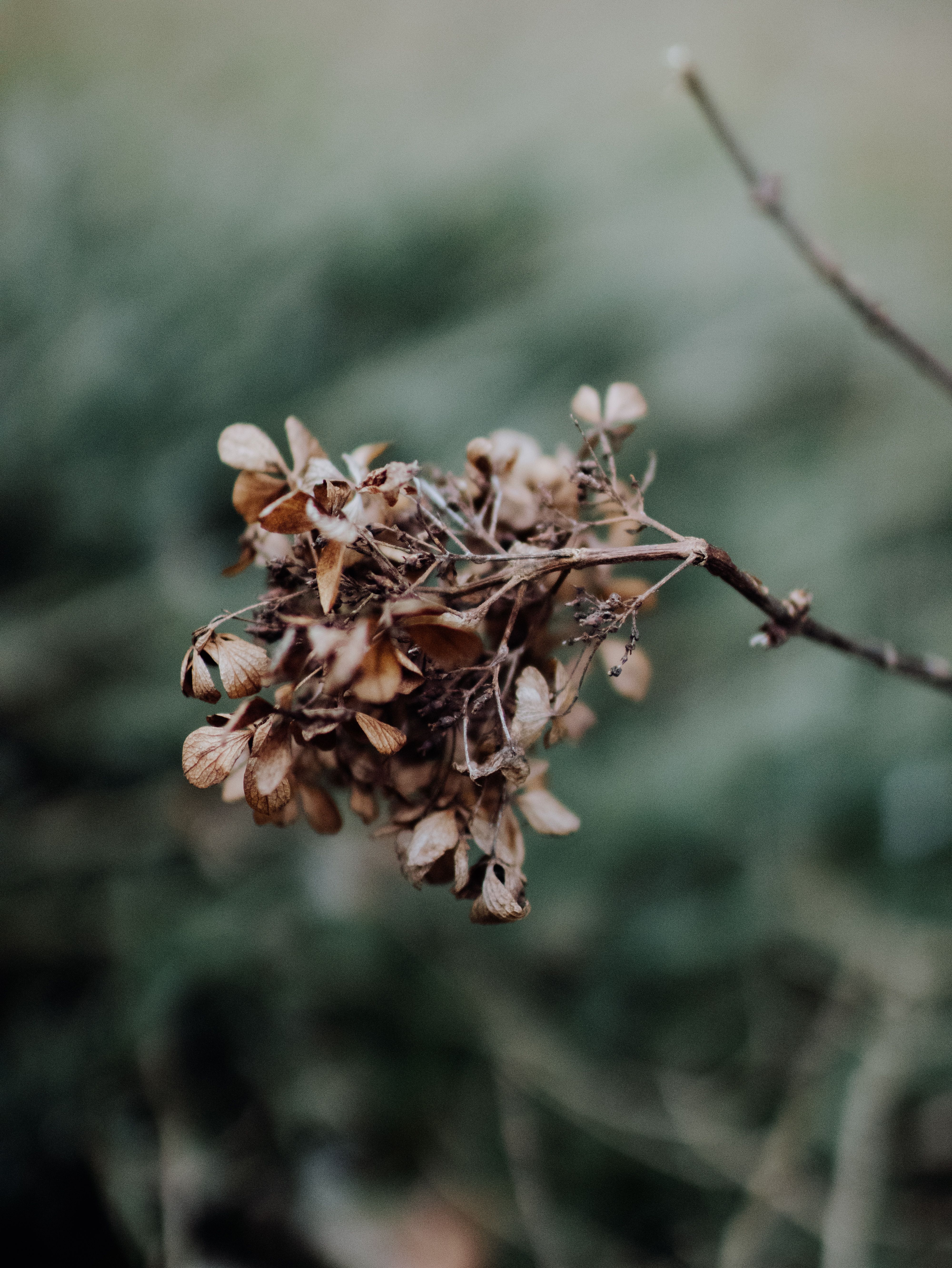 Dried Hydrangea Branch in Natural Setting · Free Stock Photo