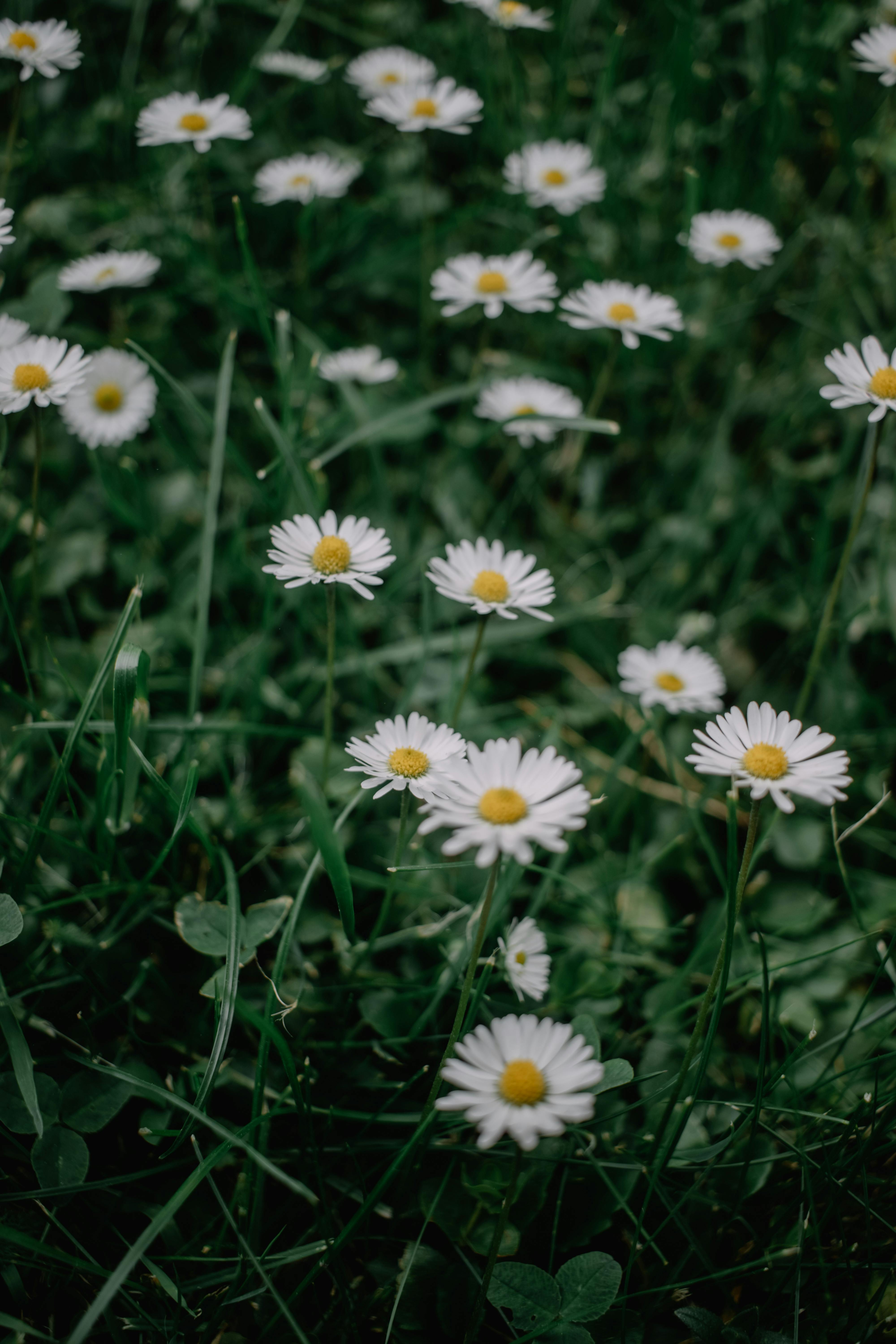 Beautiful daisies blooming on a lush green meadow, captured in detail showcasing nature's simplicity.