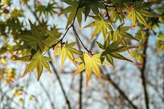 Close-up of green maple leaves against a bright sky, capturing the essence of spring.