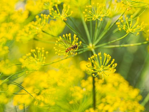 Free Close-up of a hoverfly on vibrant yellow dill flowers, capturing the essence of nature's beauty. Stock Photo