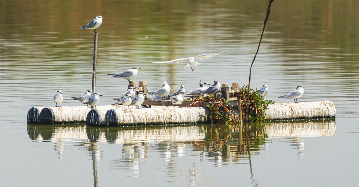 Floating Bird Raft Flock of Terns Resting on Floating Raft · Free Stock Photo