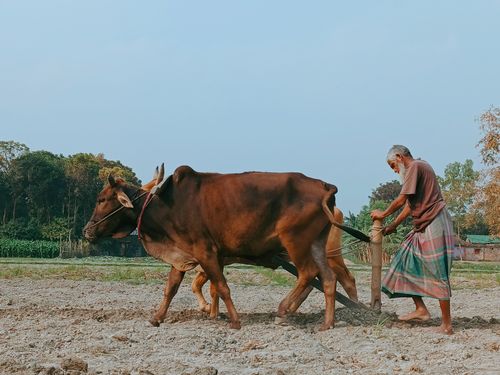 Free Elderly farmer plows field with oxen in a rural setting, under a clear sky. Stock Photo