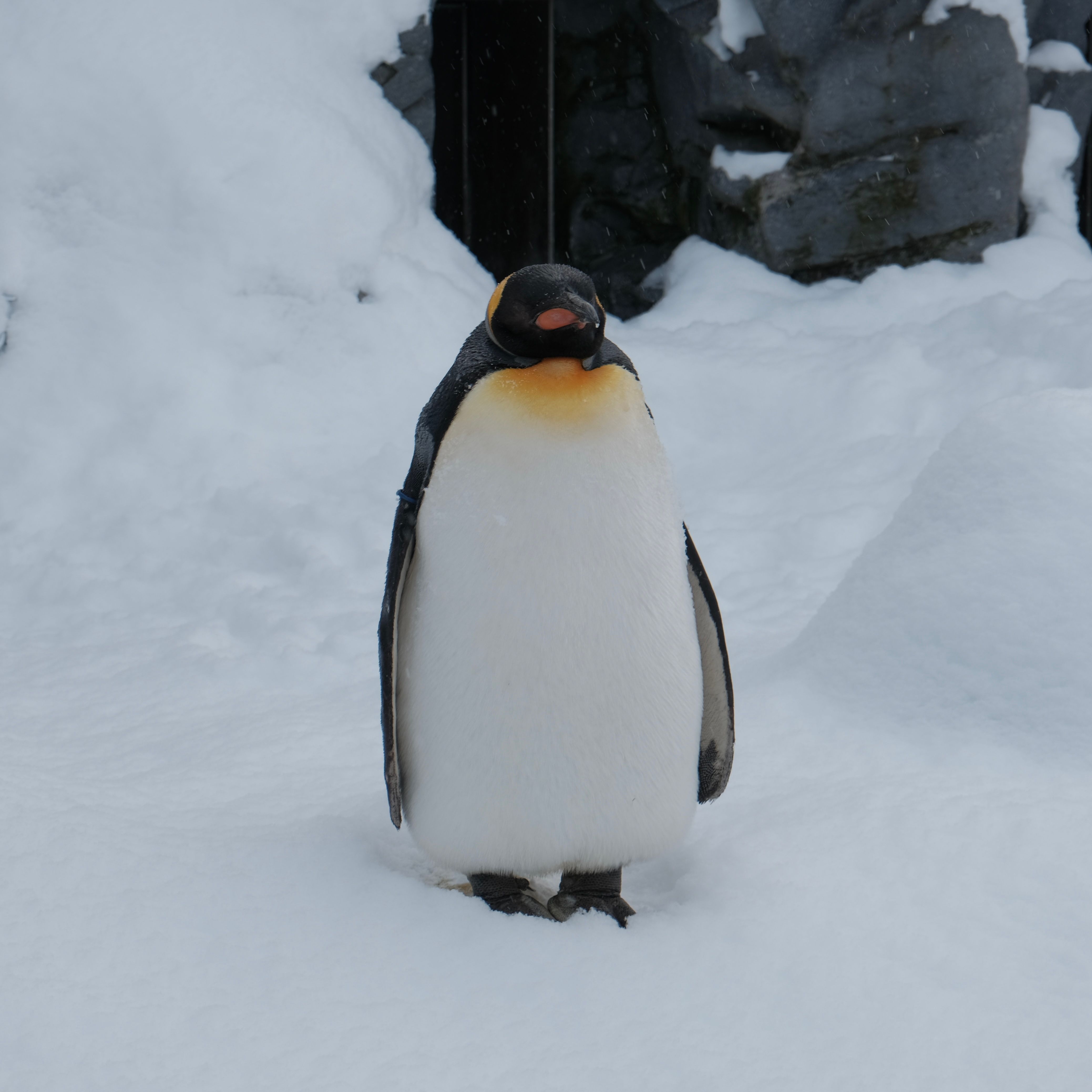 Emperor penguin standing serenely on a snowy surface in a winter landscape.