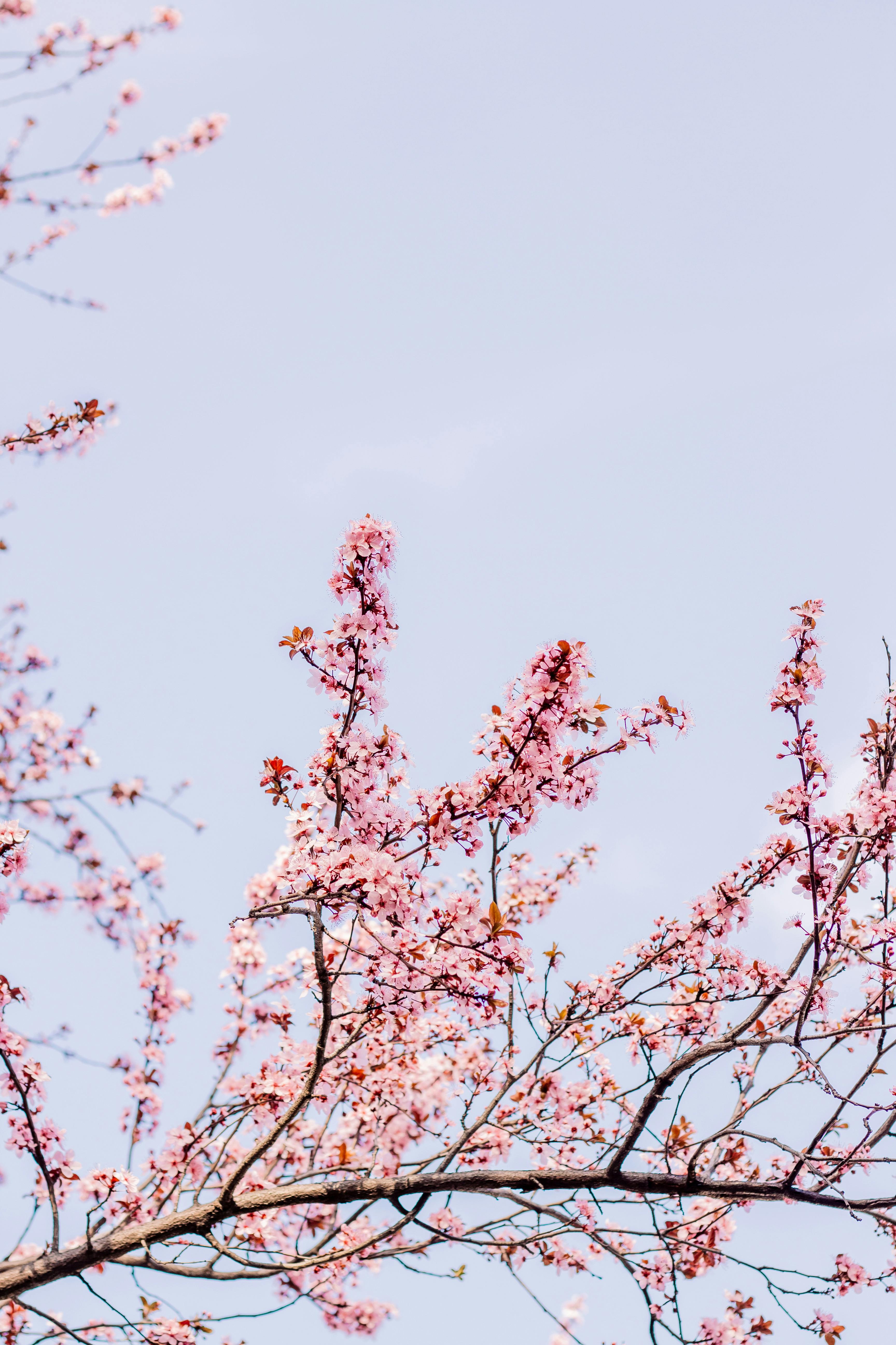 Beautiful cherry blossom branches with delicate pink blooms against a clear blue sky.