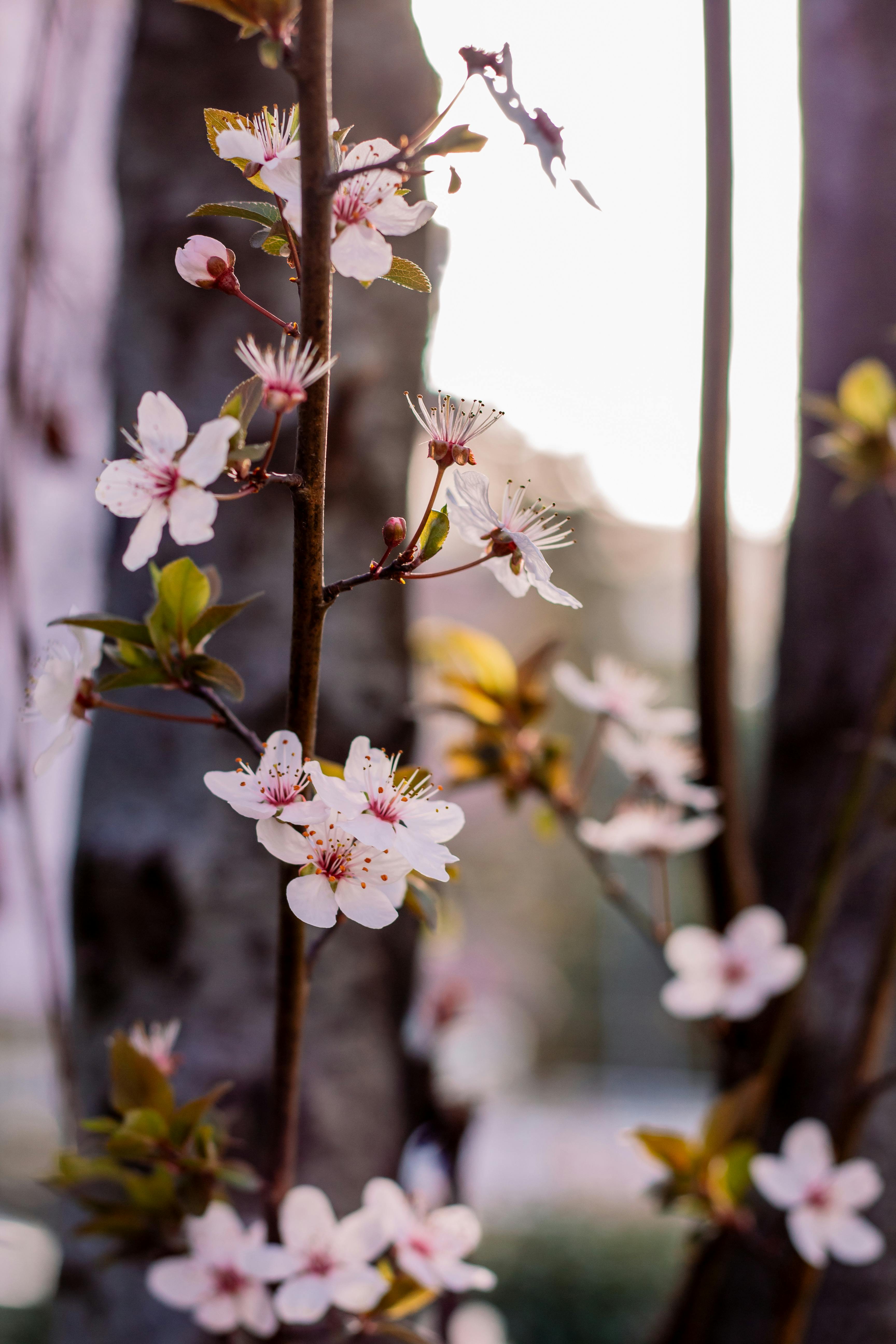 Elegant cherry blossoms on a tree branch illuminated by soft spring light, creating a serene outdoor scene.