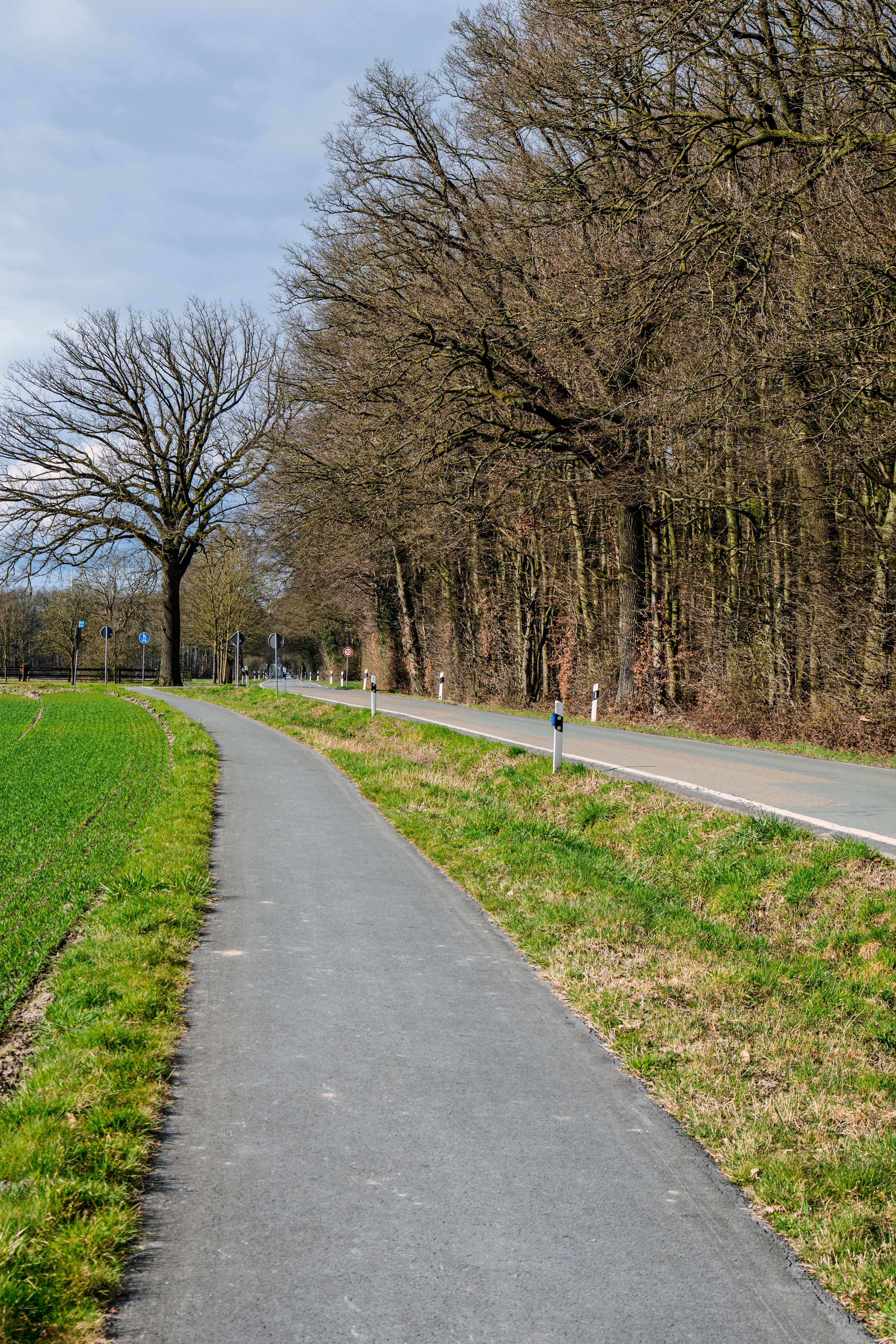 Scenic Country Road with Bare Trees in Spring · Free Stock Photo