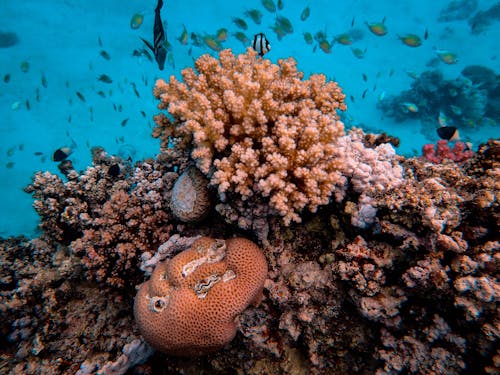 Foto De Criaturas Aquáticas