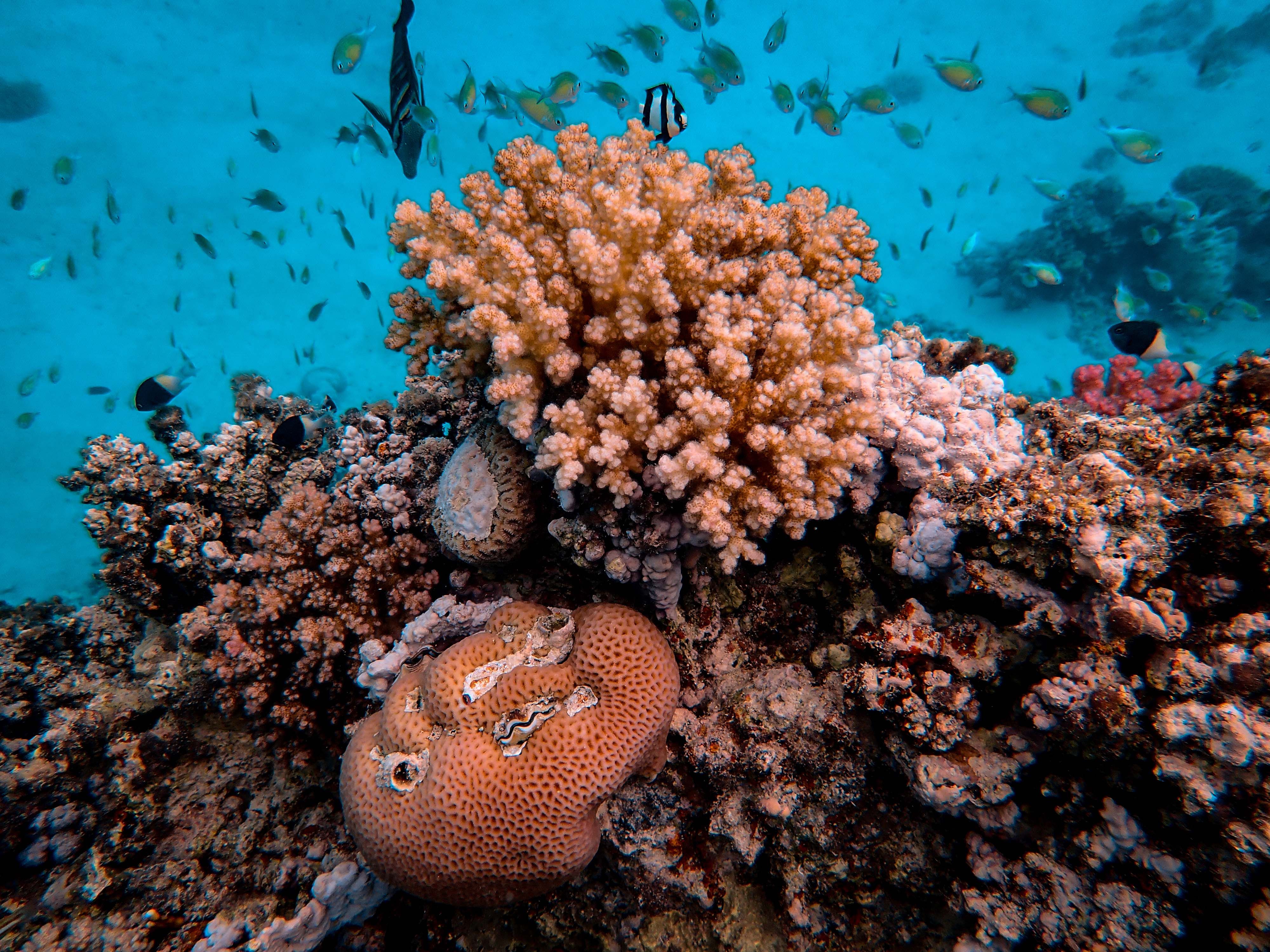 Photo Of Aquatic Creatures Free Stock Photo photo-of-aquatic-creatures-free-stock-photo