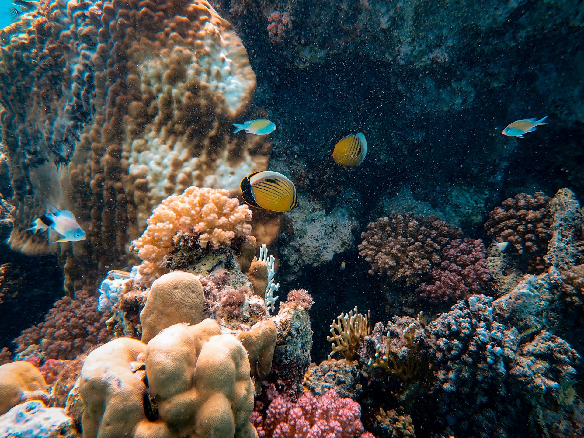 Photo Of Yellow Fishes Near Corals