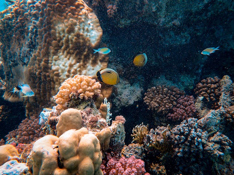 Photo Of Yellow Fishes Near Corals