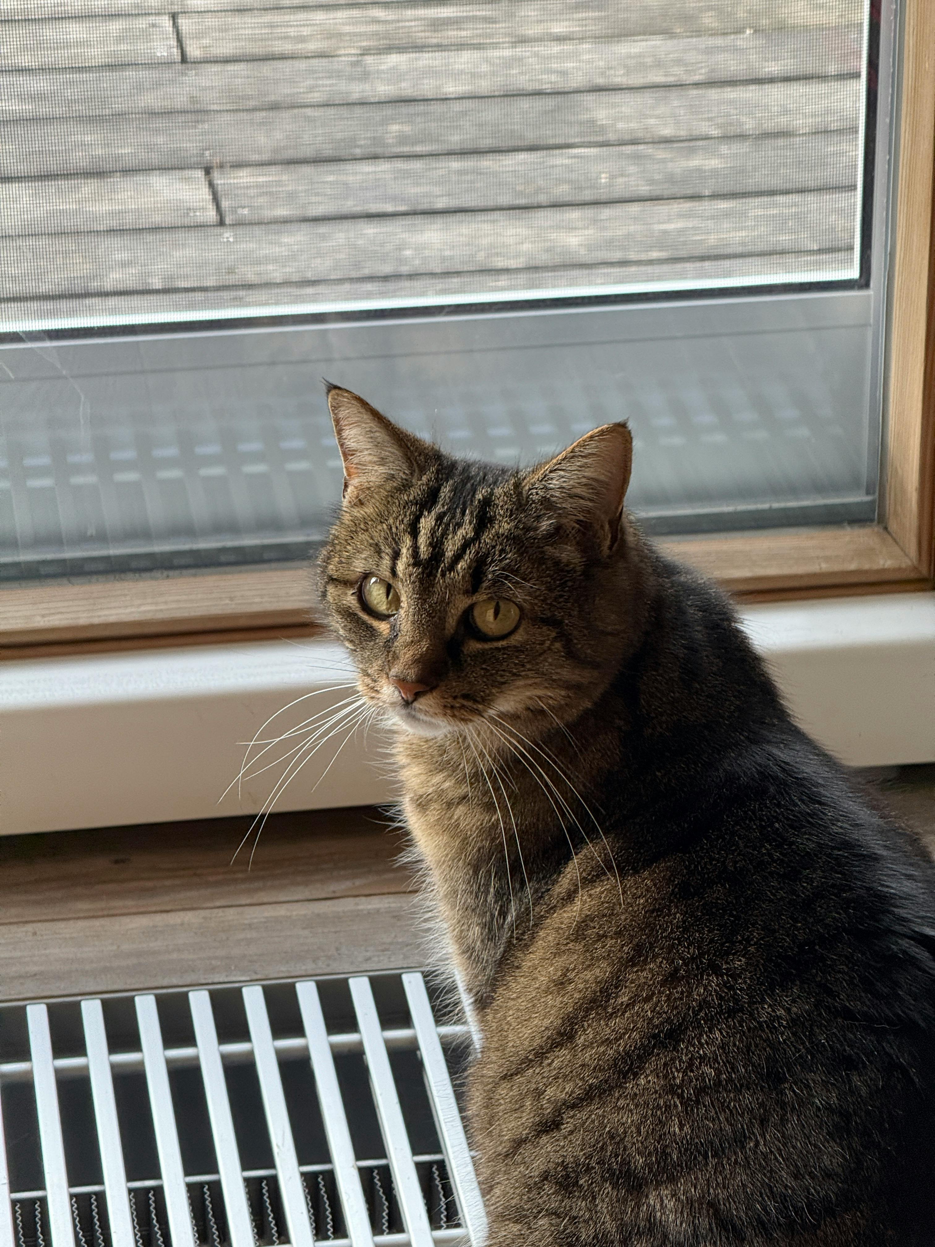 Two Cats on a Windowsill Photographed from the Outside