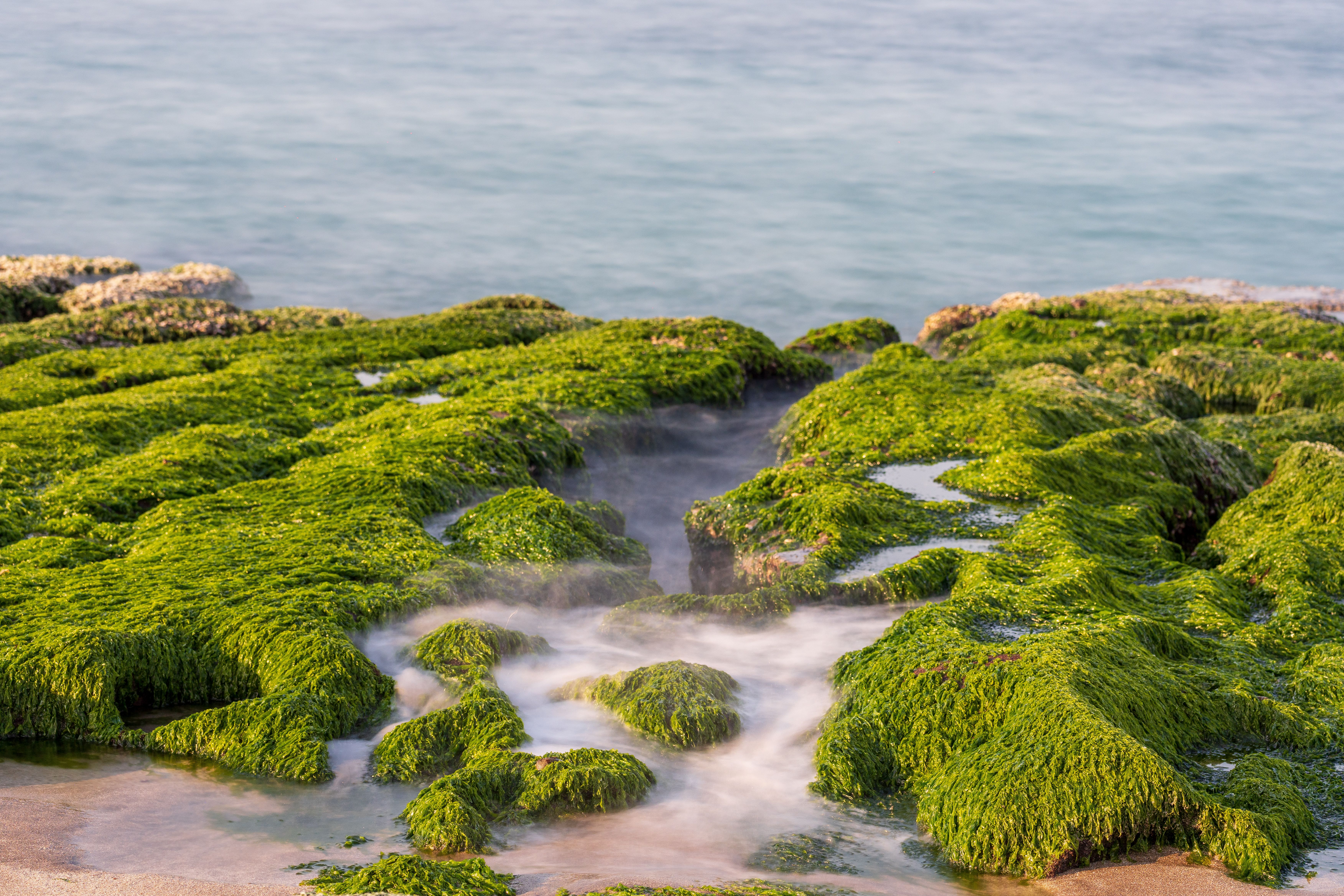 Serene Coastal Rocks Covered in Green Moss · Free Stock Photo