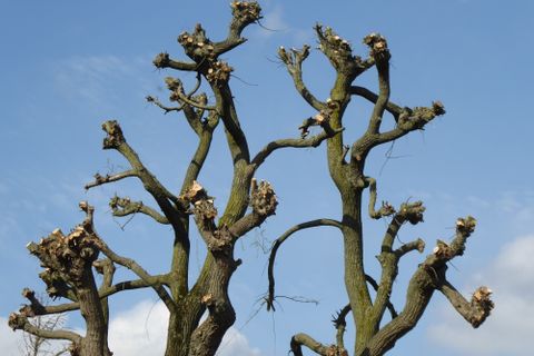 Pruned branches silhouetted against a clear blue sky