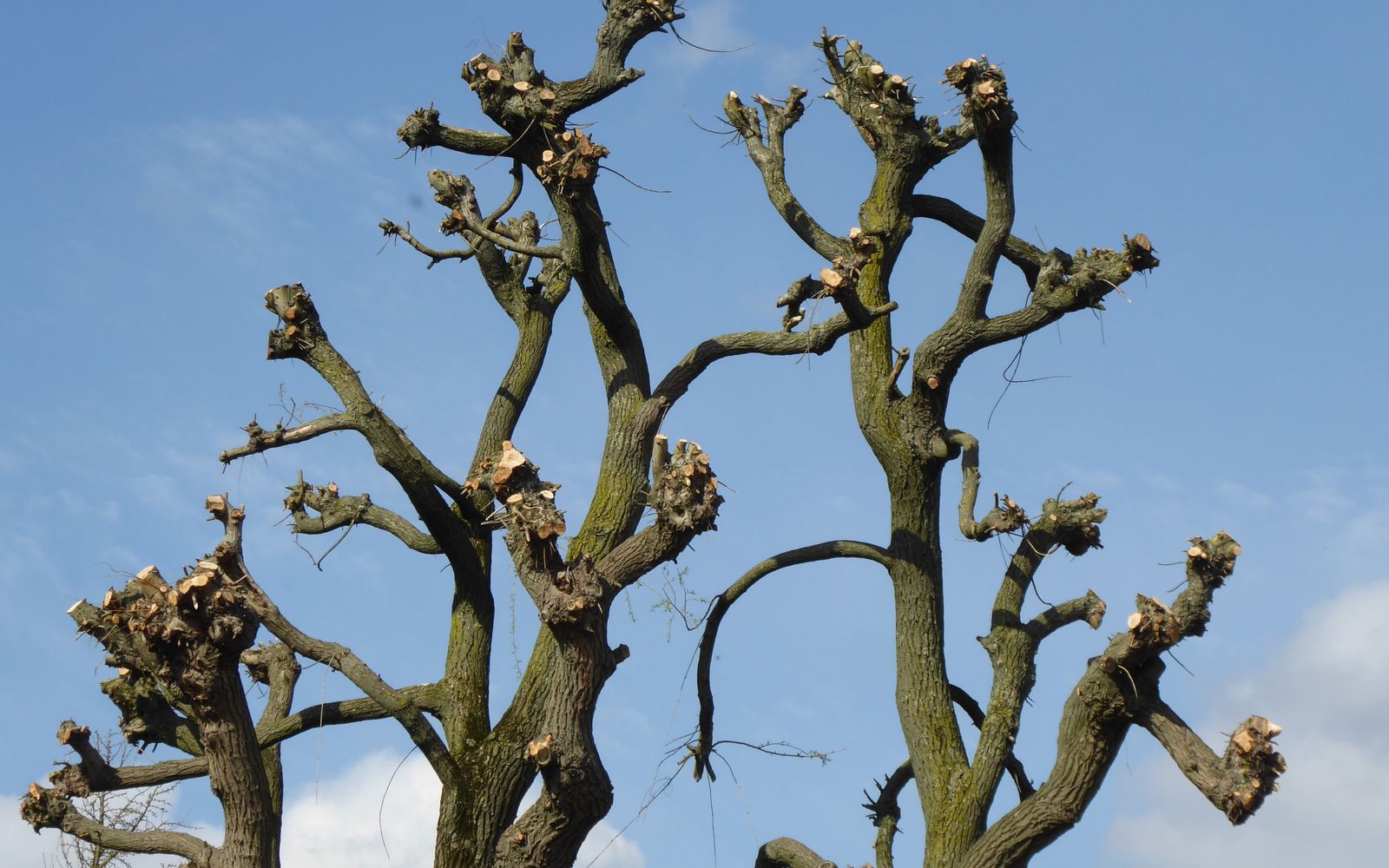 Freshly pruned tree branches against a blue sky