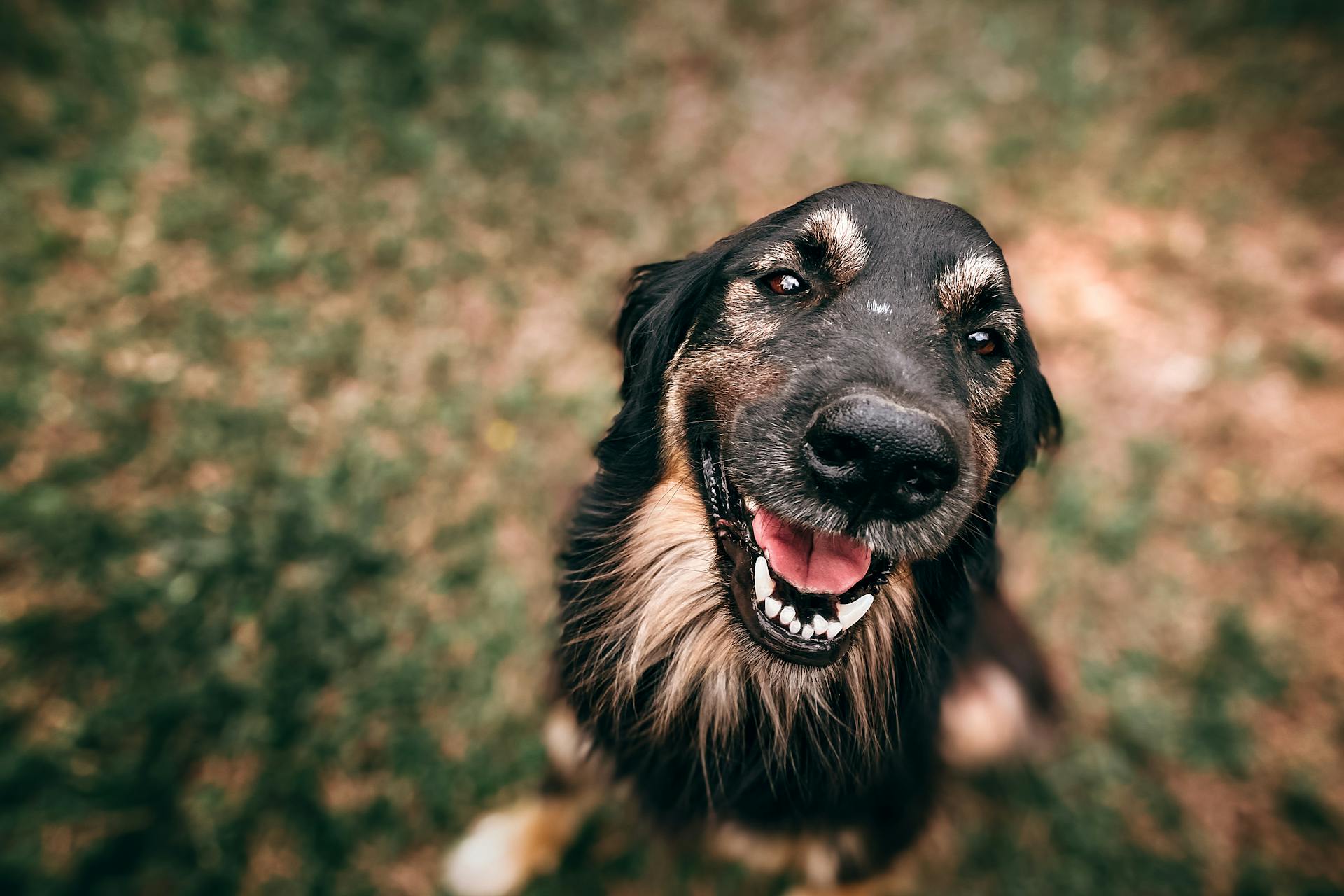 Close-Up foto van een hond