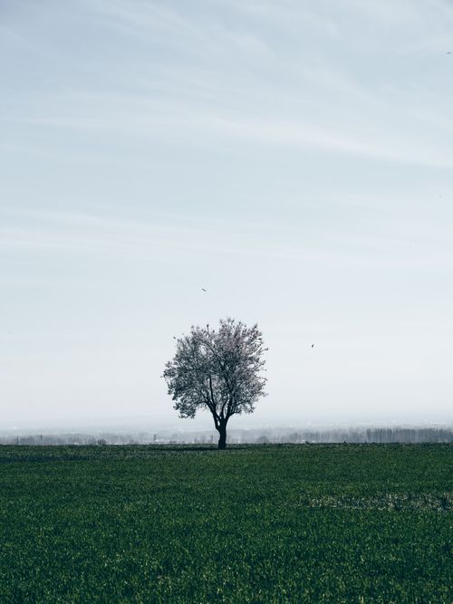 Free A lone tree in a lush green field under a clear sky, symbolizing serenity and solitude. Stock Photo