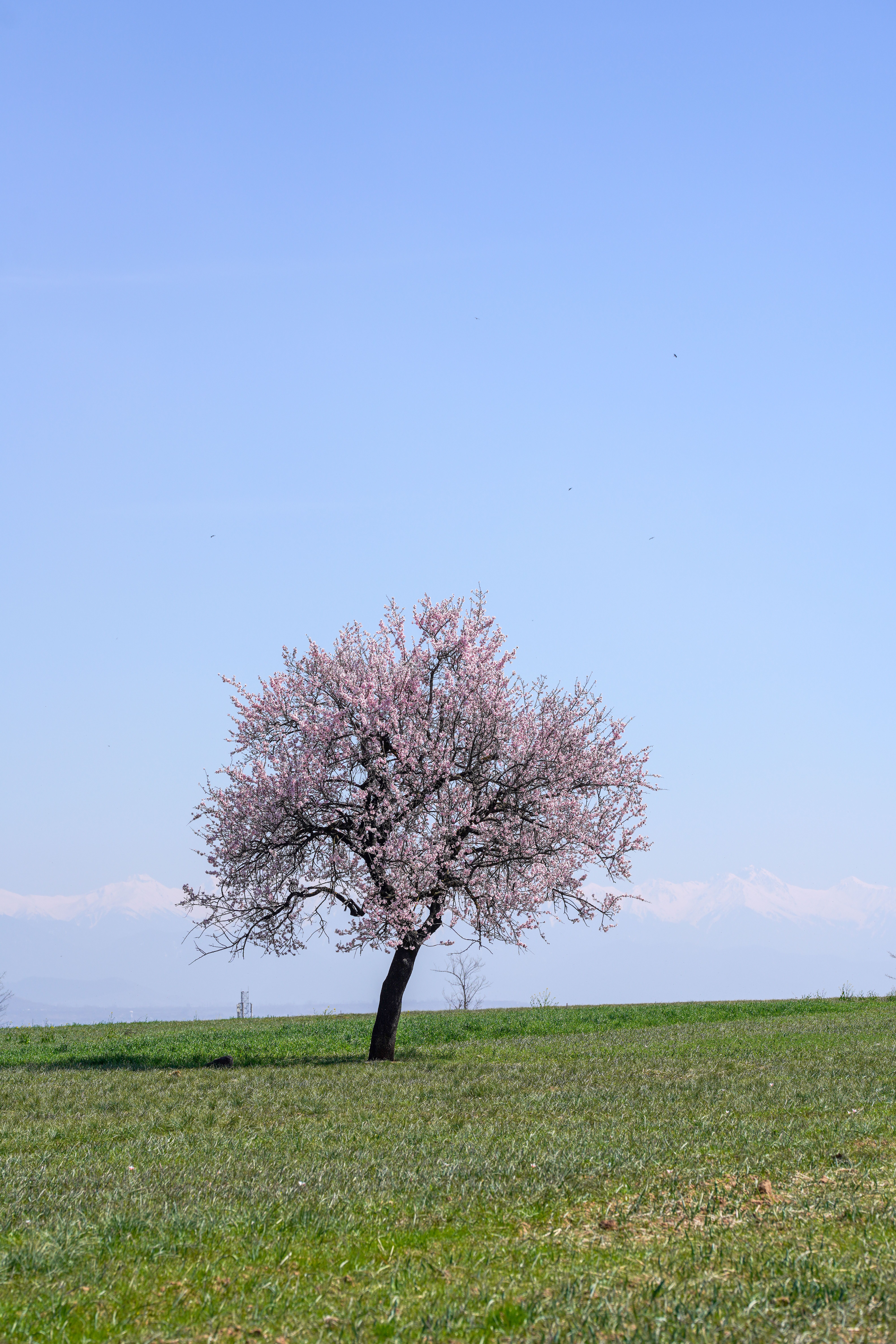 Solitary Cherry Blossom Tree in Bloom · Free Stock Photo