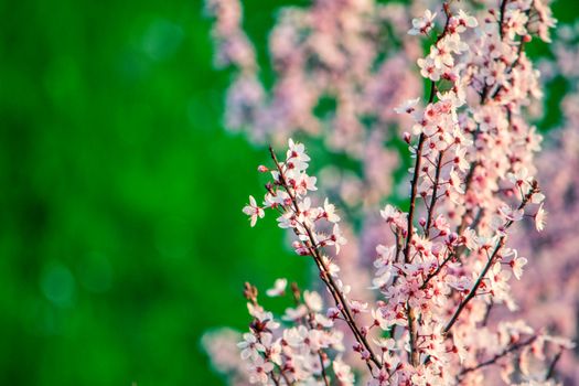 Beautiful cherry blossoms blooming in spring with a vibrant green backdrop.