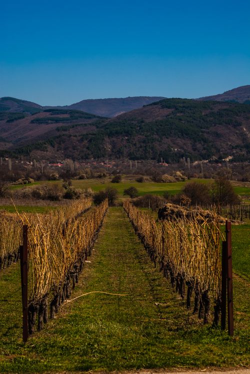 Tikveš Wine Tasting Tour