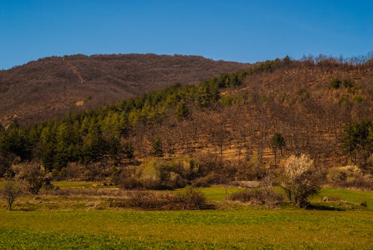 Beautiful hillside view in Ohrid, North Macedonia with lush greenery and a clear blue sky.