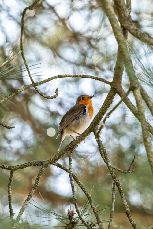 Free A European Robin rests amid tangled tree branches, displaying a vivid orange chest. Stock Photo