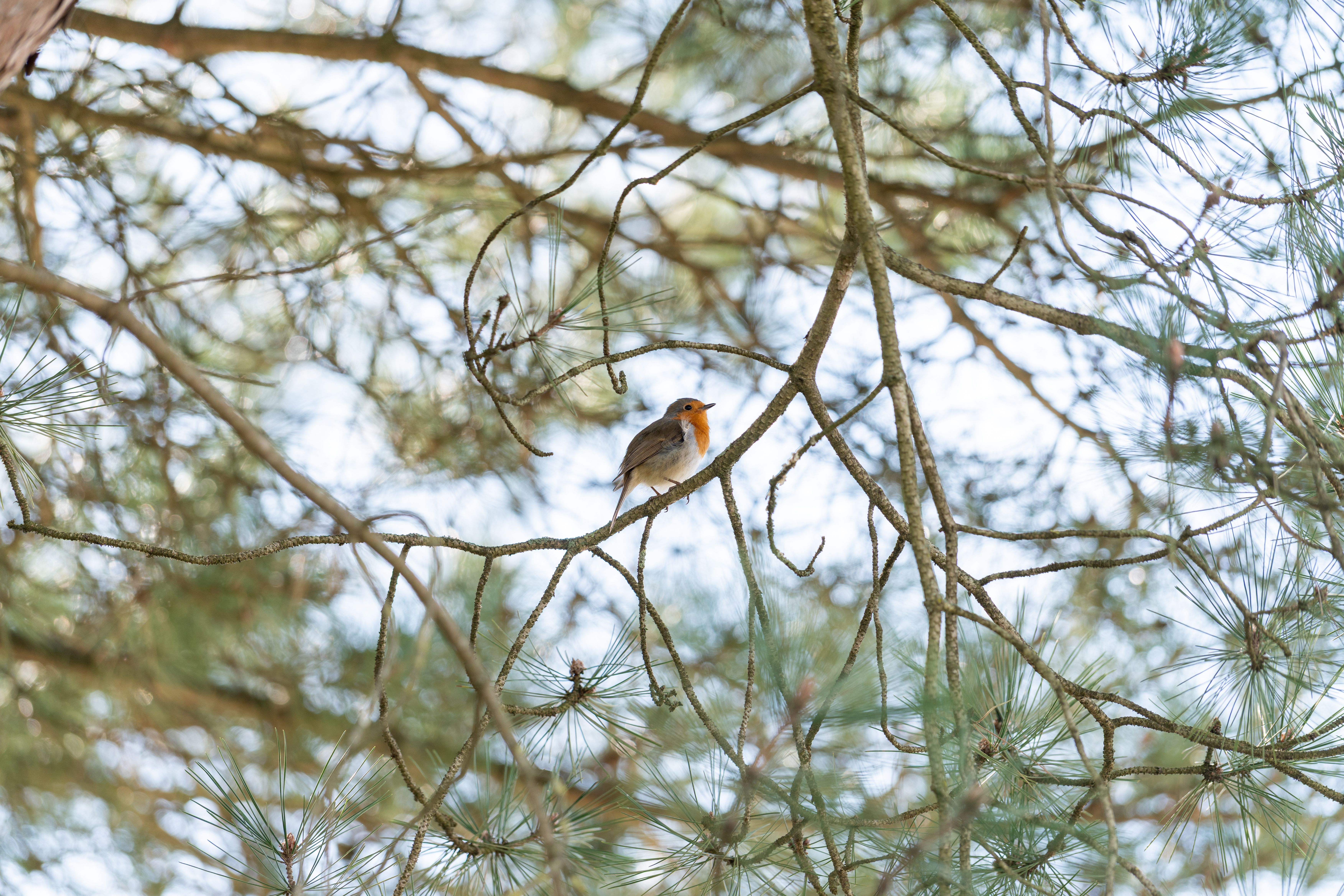 A European Robin sits on a pine tree branch amidst a natural forest setting.