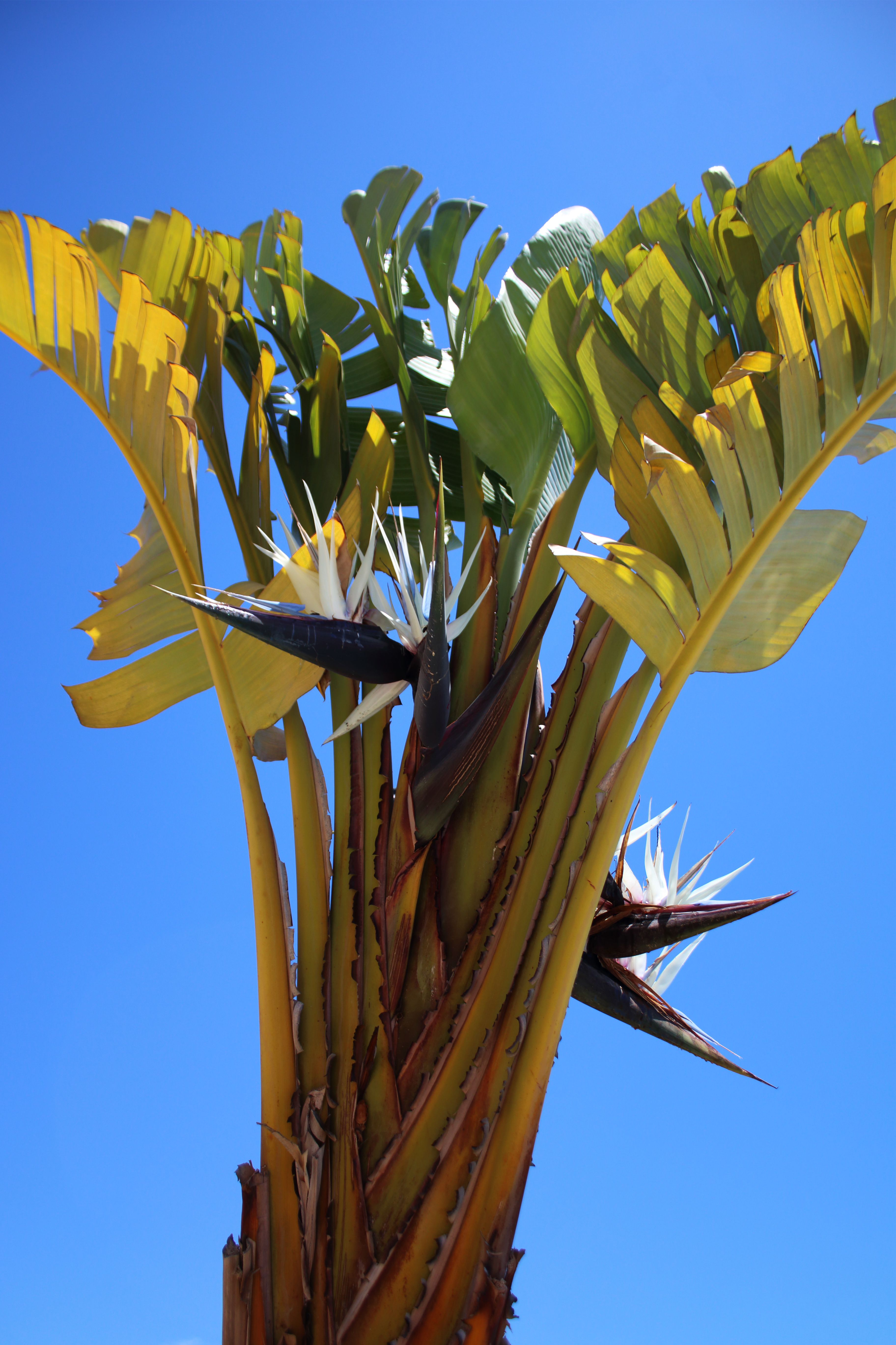 Free stock photo of blue sky, palm tree, sun - 1200 x 627 jpeg 76kB