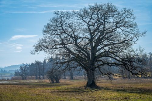 Free A solitary leafless tree in a serene winter field under a clear blue sky. Stock Photo