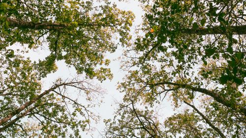 Free Tranquil view of trees with lush green canopy in Jendouba Governorate, Tunisia. Stock Photo