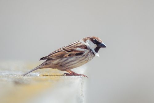 Free A detailed view of a house sparrow perched outside in Jendouba Governorate, Tunisia. Stock Photo