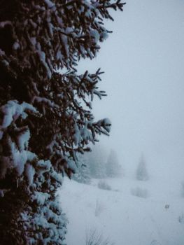 Serene winter scene with snow-laden pine trees in a misty forest setting.