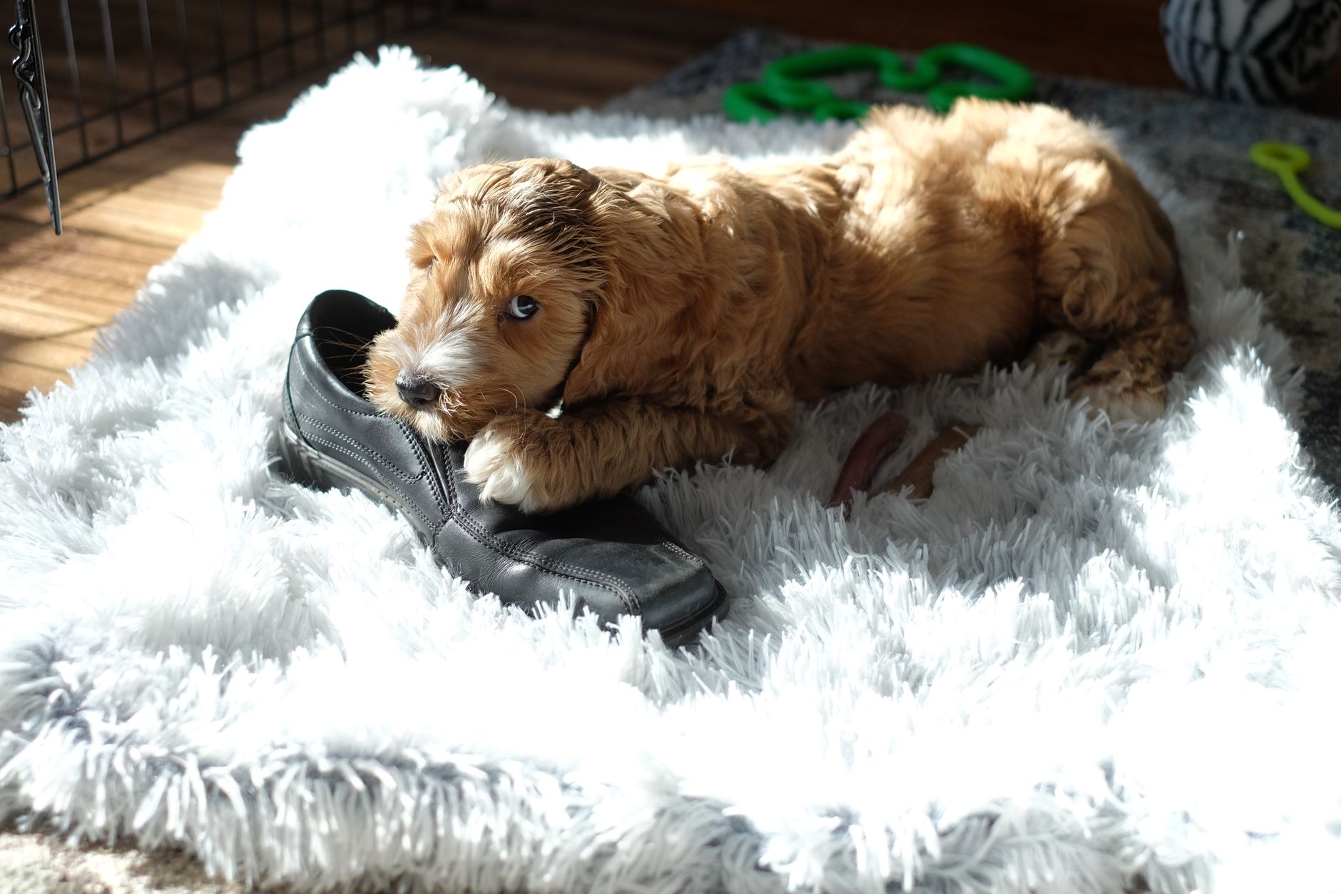 Best Interactive Dog Toys For Boredom: Stop Destructive Chewing Instantly