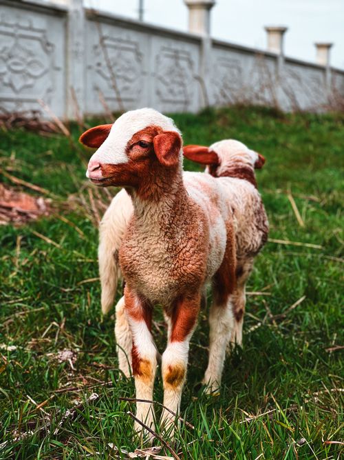 Free Two young sheep standing in a lush green pasture near a decorative concrete wall. Stock Photo