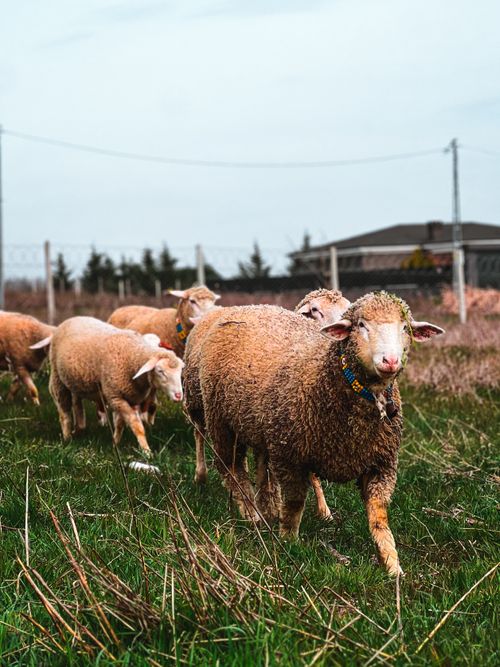 Free A flock of sheep grazing in a vibrant open field on a clear day, showcasing rural farming life. Stock Photo