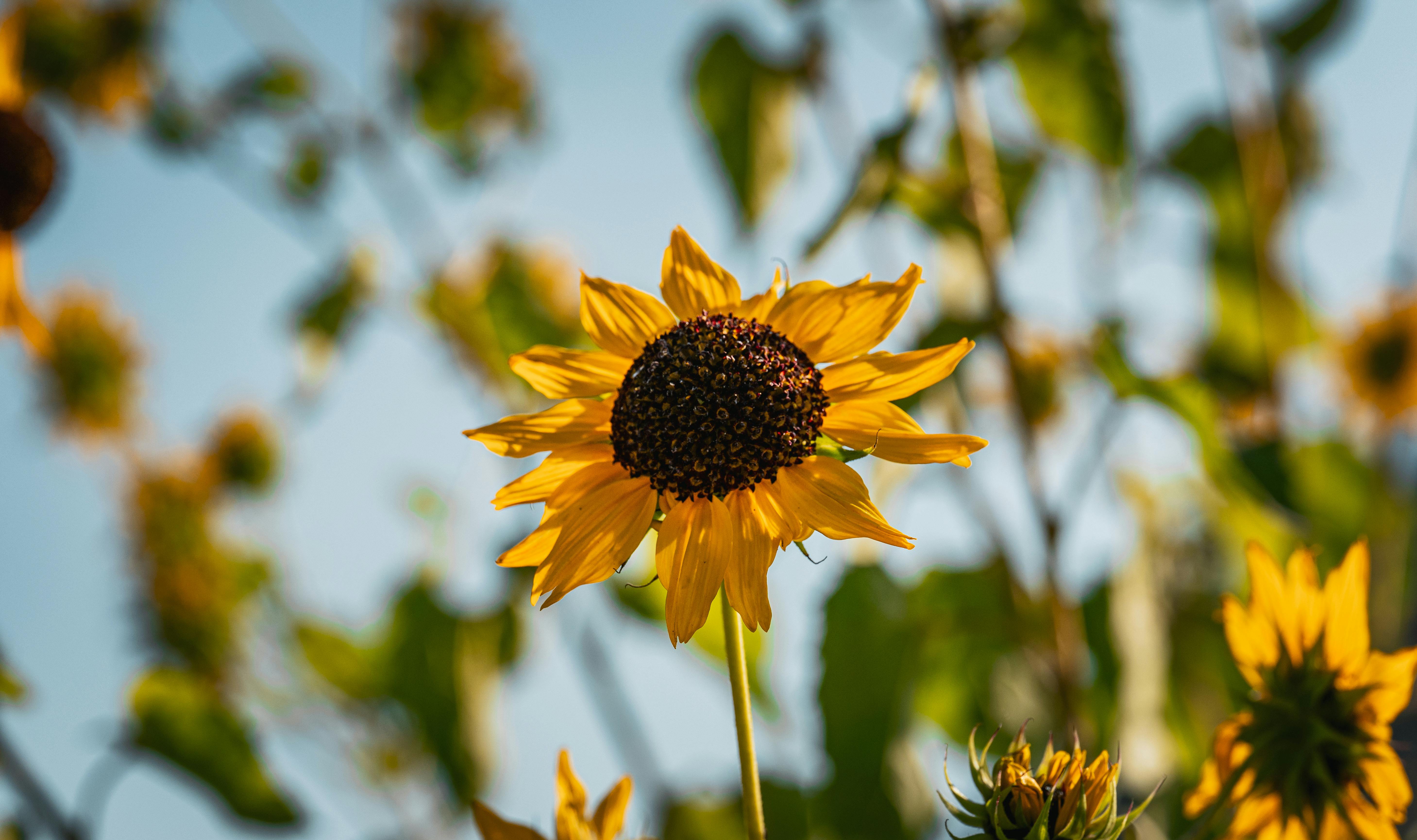 Bright sunflower blooming in a field in Thailand, capturing the essence of summer.