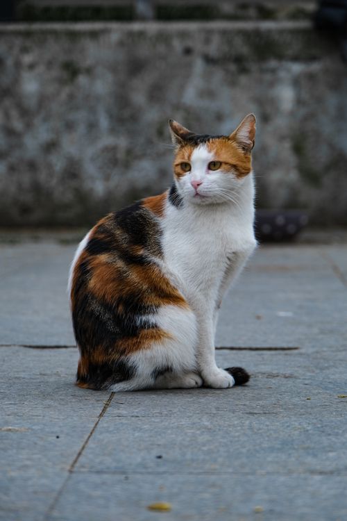 Free Calico cat sitting on pavement with a textured wall background. Stock Photo