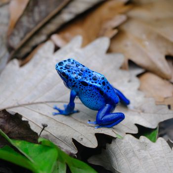 Poison Dart Frog