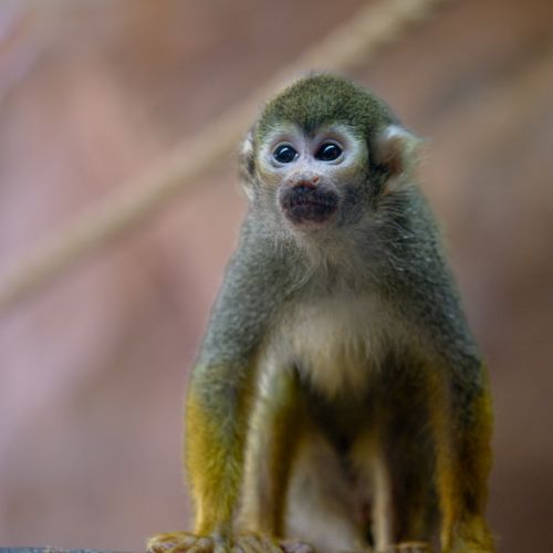 Free Adorable squirrel monkey sitting in a zoo setting, showcasing its curious expression. Stock Photo