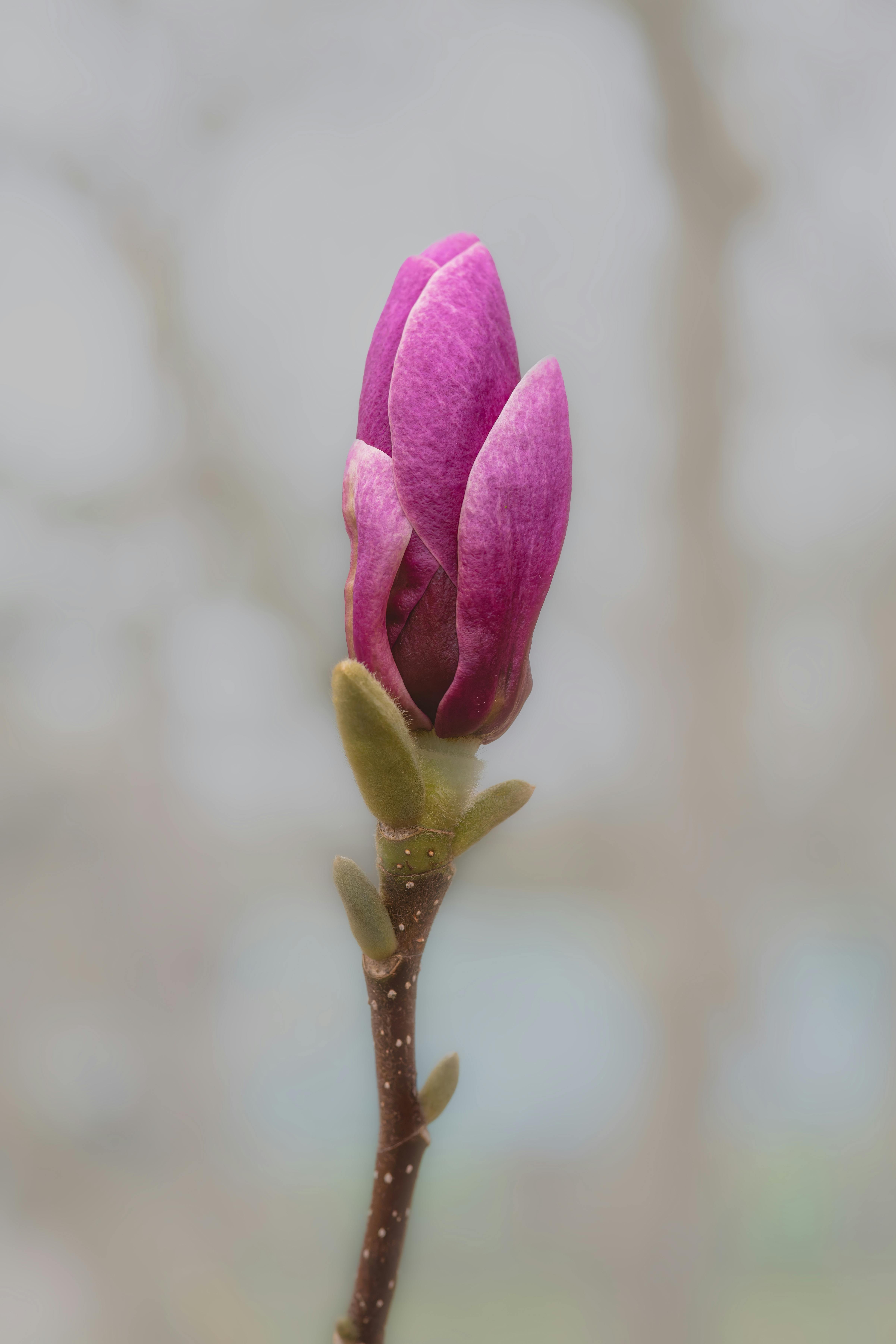 A detailed view of a pink magnolia bud, showcasing the natural beauty of spring.