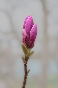 A detailed view of a pink magnolia bud, showcasing the natural beauty of spring.