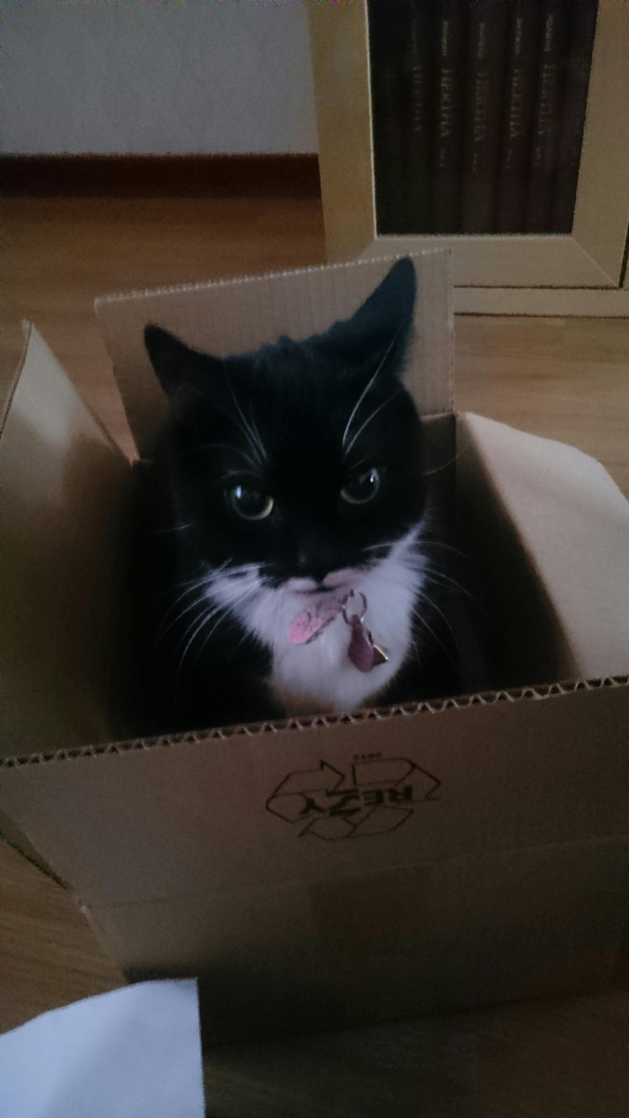 Free stock photo of box, cat