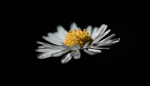 Free A stunning close-up of a single daisy flower with a vivid yellow center and white petals against a black background. Stock Photo