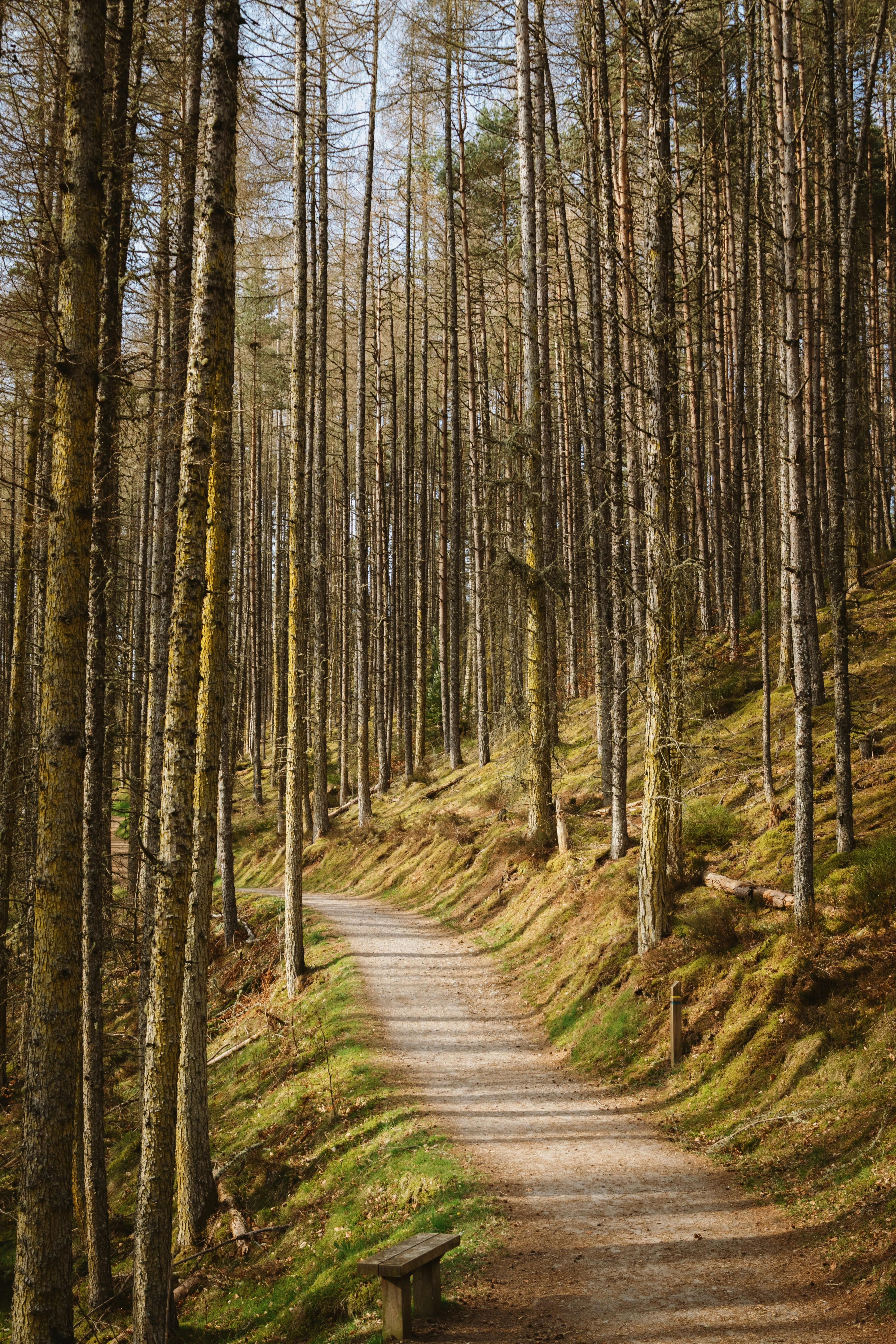 Tranquil forest path winding through the serene woods of the Cairngorms in Scotland.