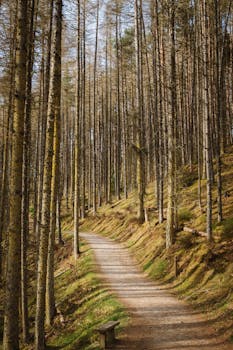 Tranquil forest path winding through the serene woods of the Cairngorms in Scotland.