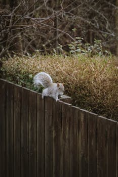 A cute grey squirrel balancing on a wooden fence surrounded by lush greenery in Scotland.