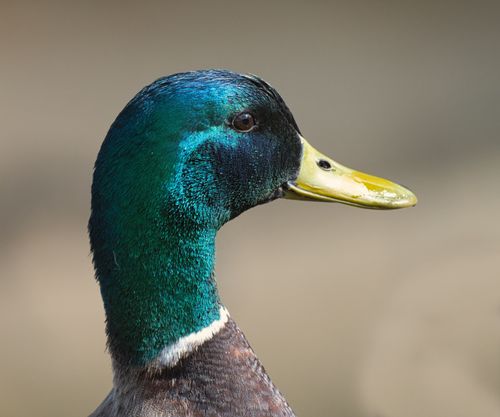 Free Detailed side profile of a male mallard duck showcasing vibrant plumage. Stock Photo