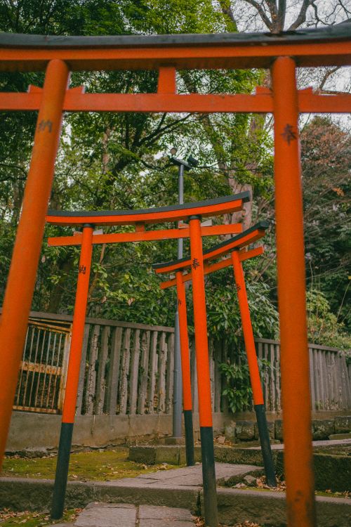 Free A peaceful pathway lined with vibrant red Torii gates in a lush green forest setting. Stock Photo