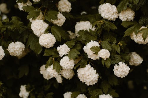 Photo Of White Petaled Flower